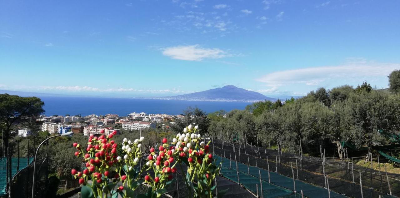 Sorrento Dolce Casa Daire Dış mekan fotoğraf